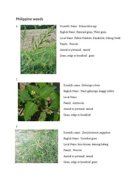 common weeds in the philippines with scientific name|Weed types and identification by photos .